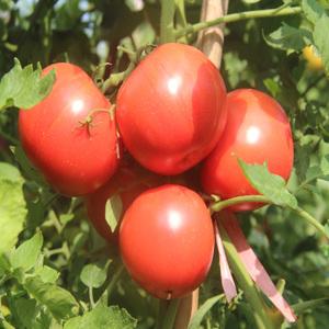 新鲜蔬菜 初级农产贵州江口德旺西红柿 初级农产品 番茄 沙瓤